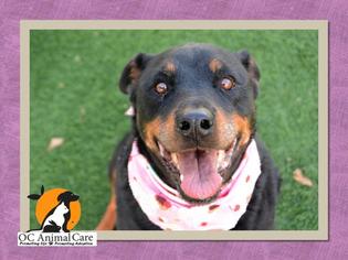 Rottweiler Dogs for adoption in Orange, CA, USA