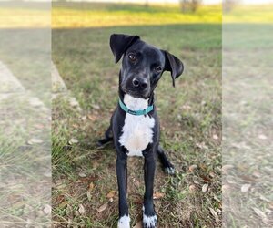 Lab-Pointer Dogs for adoption in Essex, VT, USA