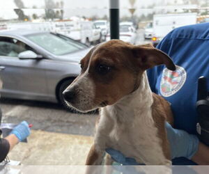 Mutt Dogs for adoption in San Bernardino, CA, USA