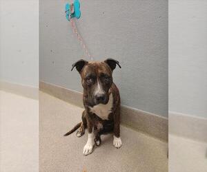 American Pit Bull Terrier-Unknown Mix Dogs for adoption in Las Vegas, NV, USA