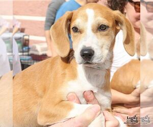 Mutt Dogs for adoption in Washington, DC, USA