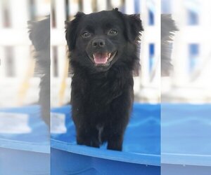 Chion Dogs for adoption in La Verne, CA, USA