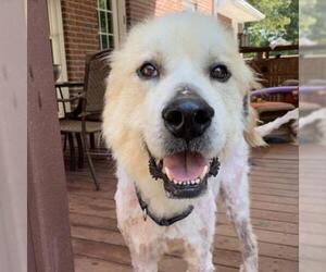 Great Pyrenees Dogs for adoption in Opelika, AL, USA