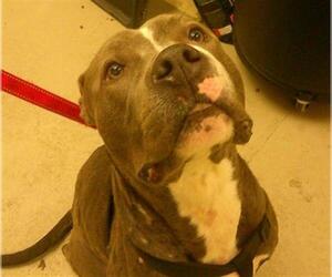 Mutt Dogs for adoption in Sanford, FL, USA
