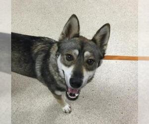 Siberian Husky-Unknown Mix Dogs for adoption in Riverside, CA, USA