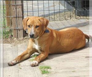Plott Hound-Unknown Mix Dogs for adoption in Camden, SC, USA
