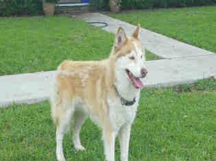 Siberian Husky Dogs for adoption in Pasadena, TX, USA