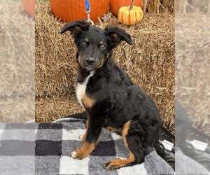 Australian Shepherd-Unknown Mix Dogs for adoption in Bridgewater, NJ, USA