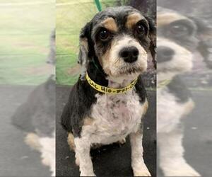 Cavapoo Dogs for adoption in Westminster, MD, USA