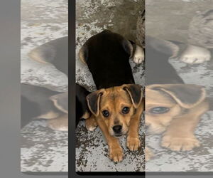 Puggle Dogs for adoption in Westwood, NJ, USA