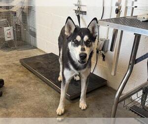 Siberian Husky Dogs for adoption in Corona, CA, USA