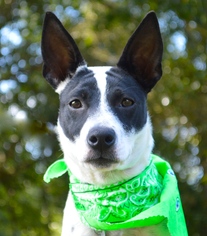 Jack Russell Terrier Dogs for adoption in Lafayette, LA, USA