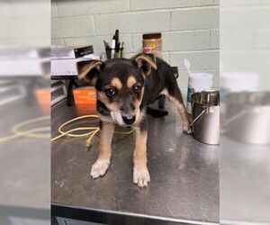 German Shepherd Dog-Siberian Husky Mix Dogs for adoption in Stockton, CA, USA