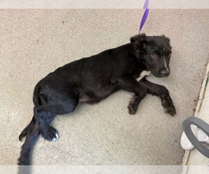 Labrador Retriever-Unknown Mix Dogs for adoption in San Bernardino, CA, USA