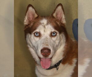 Siberian Husky-Unknown Mix Dogs for adoption in Oakland Park, FL, USA