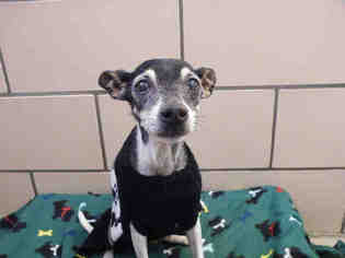 Rat Terrier Dogs for adoption in Fort Wayne, IN, USA