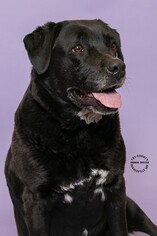 Labrador Retriever Dogs for adoption in Hughesville, MD, USA