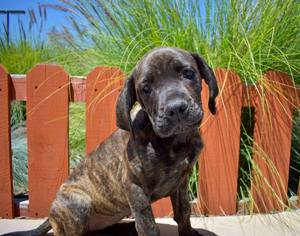 Mastiff Dogs for adoption in San Jose, CA, USA