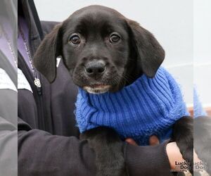 Labrador Retriever-Retriever Mix Dogs for adoption in Washington, DC, USA