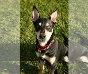 Mutt Dogs for adoption in Pottstown, PA, USA