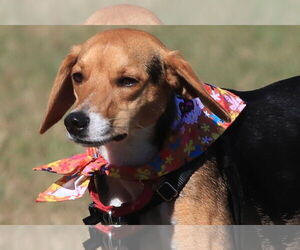 Beagle Dogs for adoption in Tampa, FL, USA