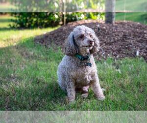 Poodle (Miniature) Dogs for adoption in Cary, NC, USA