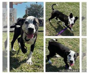 American Staffordshire Terrier-Unknown Mix Dogs for adoption in San Antonio, TX, USA