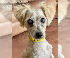 Poodle (Miniature) Dogs for adoption in San Diego , CA, USA