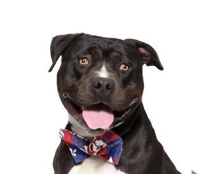 American Pit Bull Terrier Dogs for adoption in Santa Maria, CA, USA