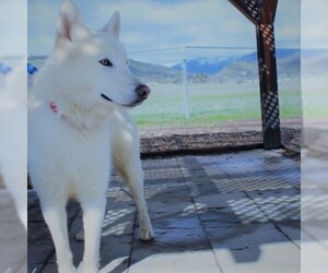 Siberian Husky Dogs for adoption in Yreka, CA, USA