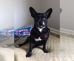 Boston Terrier-Pembroke Welsh Corgi Mix Dogs for adoption in High Point, NC, USA