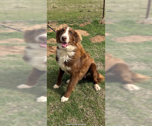 Border-Aussie Dogs for adoption in Winter Park, CO, USA