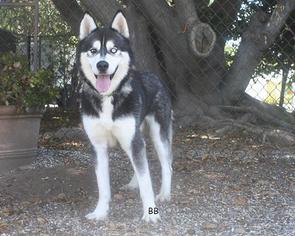 Alaskan Husky Dogs for adoption in Santa Barbara, CA, USA