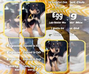 Mutt Dogs for adoption in Jacksonville, NC, USA