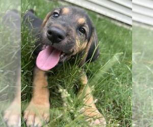 Mutt Dogs for adoption in Raleigh, NC, USA