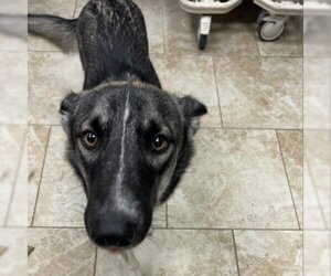 - Mix Dogs for adoption in Galveston, TX, USA