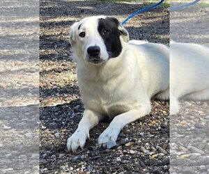 Labrenees Dogs for adoption in Wetumpka, AL, USA