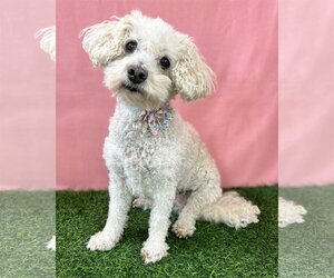 Poodle (Miniature)-Unknown Mix Dogs for adoption in Corona, CA, USA