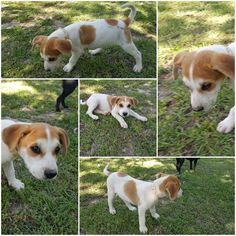 Mutt Dogs for adoption in Gretna, FL, USA