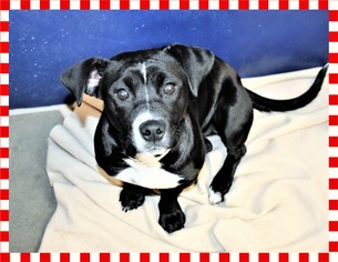 Dorgi Dogs for adoption in San Jacinto, CA, USA