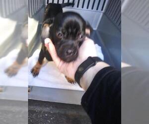 Chihuahua Dogs for adoption in Lacombe, LA, USA