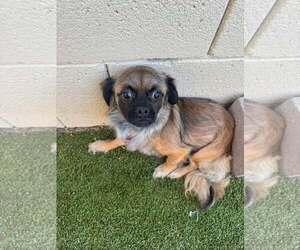 Chug Dogs for adoption in Tempe , AZ, USA