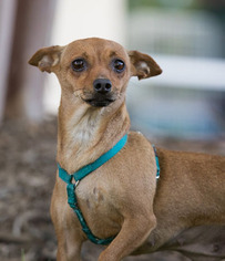 Chihuahua Dogs for adoption in Garner, NC, USA