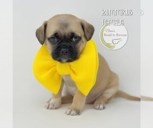 Pug-Shih Tzu Mix Dogs for adoption in Benton, LA, USA