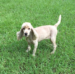 Cocker Spaniel Dogs for adoption in Texarkana, TX, USA