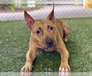 Black Mouth Cur-Unknown Mix Dogs for adoption in Tavares, FL, USA