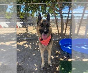 German Shepherd Dog Dogs for adoption in HESPERIA, CA, USA