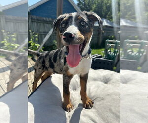 Catahoula Leopard Dog Dogs for adoption in Germantown, OH, USA