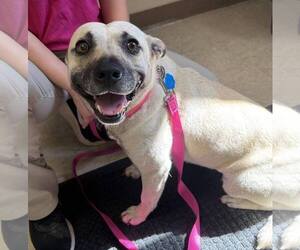 American Pit Bull Terrier-Unknown Mix Dogs for adoption in Roxboro, NC, USA