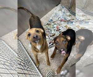Mutt Dogs for adoption in Martinsburg, WV, USA
